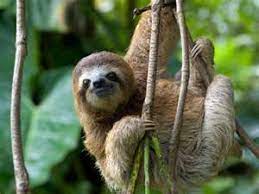 Costa Rica Photos National Geographic Sloth Meme Sloth Cute Baby Sloths