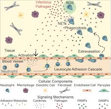 Ling xiao (final rank 67) name: Frontiers Microphysiological Systems For Studying Cellular Crosstalk During The Neutrophil Response To Infection Immunology