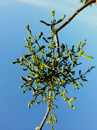 Image result for Viscum littorum