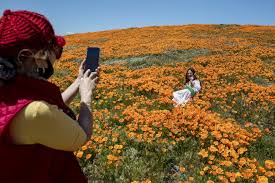 We did not find results for: Coronavirus Updates California Shutdown To Continue Los Angeles Times