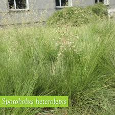 Image result for Sporobolus festivus