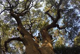 Shape your trees beautifully and remove dangerous branches with professional tree trimming services performed by our experts at affordable arbor care. Tree Service Boerne 5 Arborists Trimming Removal