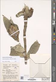 Image result for Stanfieldiella imperforata