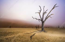 Capturing namibia's stunning camel thorn trees. Dead Camelthorn Trees Acacia Erioloba Stock Image F008 9149 Science Photo Library