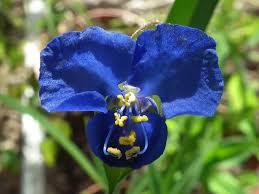 Image result for Commelina reptans