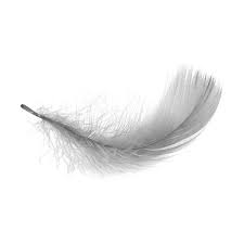 Pin By Vale On My Polyvore Finds White Feathers Feather Feather Drawing