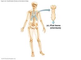 This framework consists of many individual bones and cartilages. 2015 Pearson Education Inc Ppt Download