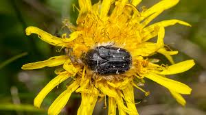 Image result for Tropinota hirta