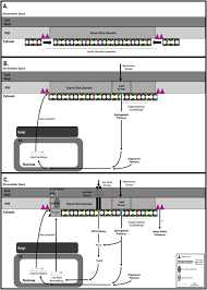 Chitin and chitosan are two related polysaccharides that provide important structural stability to fungal cell walls. Septins Coordinate Cell Wall Integrity And Lipid Metabolism In A Sphingolipid Dependent Process Biorxiv