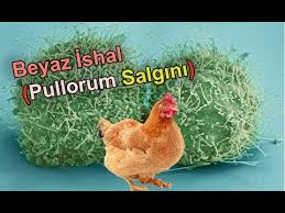 Tavuklarda Ishal Hastaligina Agizdan Ilac Tedavisi Youtube