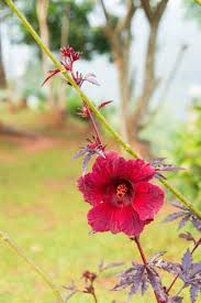 Edible hibiscus flowers for tea. Cranberry Hibiscus Cranberry Hibiscus Growing Requirements
