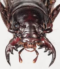 Image result for Polysphaeria harrisii