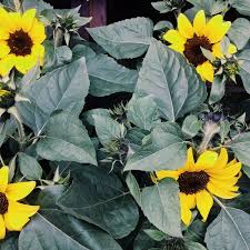 Bunga matahari memiliki berbagai ukuran, mulai dari spesies kerdil setinggi lutut sampai spesies raksasa yang bisa mencapai. Uncle Sam Farm 5 Tips Dari 607 Pengunjung