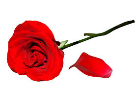 You'll notice valentine flower footage etc. Valentine S Day Flowers Red Roses Png Images Raw Free Download Pikbest