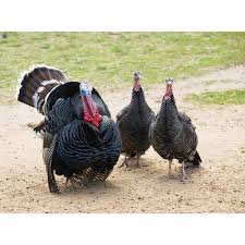 Although, this is a heritage turkey breed that did not become officially recognized until the 19th century. Cackle Hatchery Broad Breasted Bronze Turkey Straight Run Male And Female 601 Blain S Farm Fleet