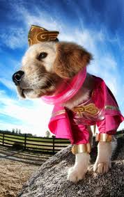 Rosebud S Super Power Is Super Speed Dog Costumes Air Bud Movies Cute Animals