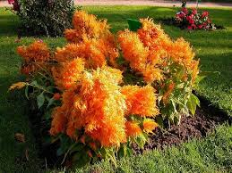 Image result for Celosia elegantissima