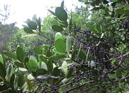 Image result for Lijndenia sp. cf barteri