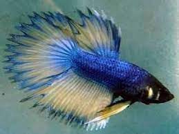 Crown Tail Betta Betta Fish Care Betta Betta Fish