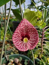 Image result for Aristolochia littoralis