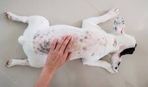 Bulldog flank alopecia seasonal baldness in bulldogs at dr. 9 Common Dog Skin Problems With Pictures Prevention And Treatment