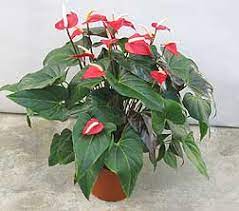 But who has the time to take care of plants, or flowers, or trees? Anthurium Care Spectacular Blooms Foliage And Unusual Leaves