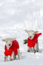 „zelfs de olifanten stappen dapper door de sneeuw, zegt hoofd dierverzorger willem verdonck van dierenpark amersfoort. 80 Ideeen Over Animals In The Snow Dieren In De Sneeuw Dieren Sneeuw Schattige Dieren