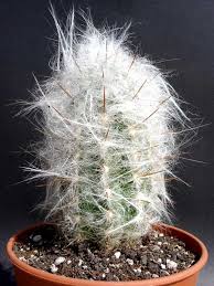 Old man cactus has so much character and personality! Cephalocereus Senilis Old Man Cactus The Tilth