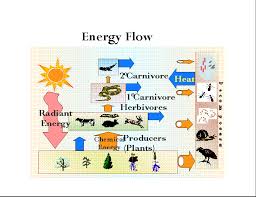 Energy Flow Ecology Explained