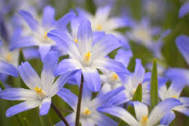 Flowers, wildflowers, vegetables, herbs, heirlooms, bulbs What You Can Achieve With Spring Flowering Bulbs Tds