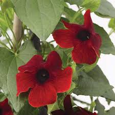 Image result for Thunbergia