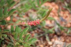 Image result for Indigofera hirsuta