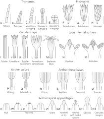 Image result for Stomatanthes