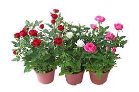 Ihre stöcke können jahrzehntelang neue triebe bilden und uns wunderschöne rosenblüten schenken. Rosen Pflanzen Leicht Gemacht Mit Tipps Von Haas Galabau