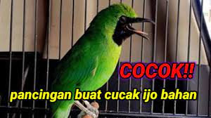Cucak Ijo Gacor Cocok Untuk Memancing Cucak Ijo Bahan Dan Macet Youtube Cocok Memancing
