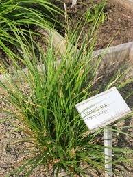 Image result for Carex chlorosaccus