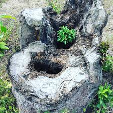 Image result for Ficus ottoniifolia