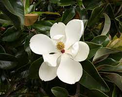 Magnolia Grandiflora Can T Wait For Mine To Flower Magnolia Grandiflora Edible Flowers Magnolia Flower