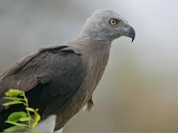 Untuk mempelajari lebih lanjut burung elang templat,grafik atau file vektor latar belakang untuk. 17 Jenis Elang Di Indonesia Ciri Sebaran Status Konservasi