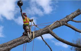 Check spelling or type a new query. David S Tree Service Careers David S Tree Service