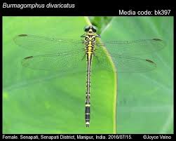 Image result for Distephanus divaricatus