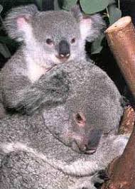 However, koalas are more closely related to kangaroos and wombats. Koala Information