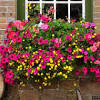 Although their colors stay bright, indoor plants essentially go to sleep. Https Encrypted Tbn0 Gstatic Com Images Q Tbn And9gcs3rqd5nupsxldy Nvziz Tfisdiywy5y3n7xbvhigvprur9y4m Usqp Cau