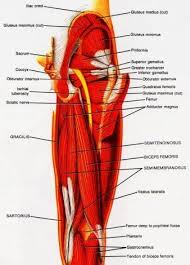 Maybe you would like to learn more about one of these? Muscles Of The Hamstrings Hamstring Injury Treatment Hamstring Muscles Muscle Anatomy
