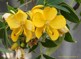 Image result for Senna floribunda