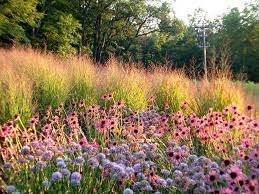 Join dutch planting guru piet oudolf and author dr noel kingsbury as they walk the high line, the elevated linear park in new york that has become a huge hit with locals and tourists alike. De Internationale Faam Van Tuin Architect Piet Oudolf Garden Design Plants Dutch Gardens