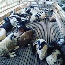 Kandang kambing umbaran omset besar. Ternak Domba Dan Kambing Sistem Umbar Menguntungkan