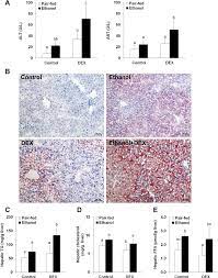 Dexamethasone Dex Exacerbated The Development Of Alcoholic Fatty Download Scientific Diagram