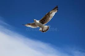 Welcome to the website for seagles! Seagle Sky Photos Free Royalty Free Stock Photos From Dreamstime