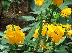 Image result for Crossandra nilotica
